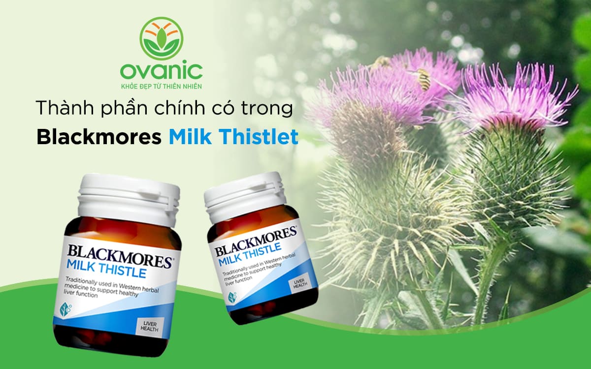 Thành phần có trong Milk Thistle Blackmores 