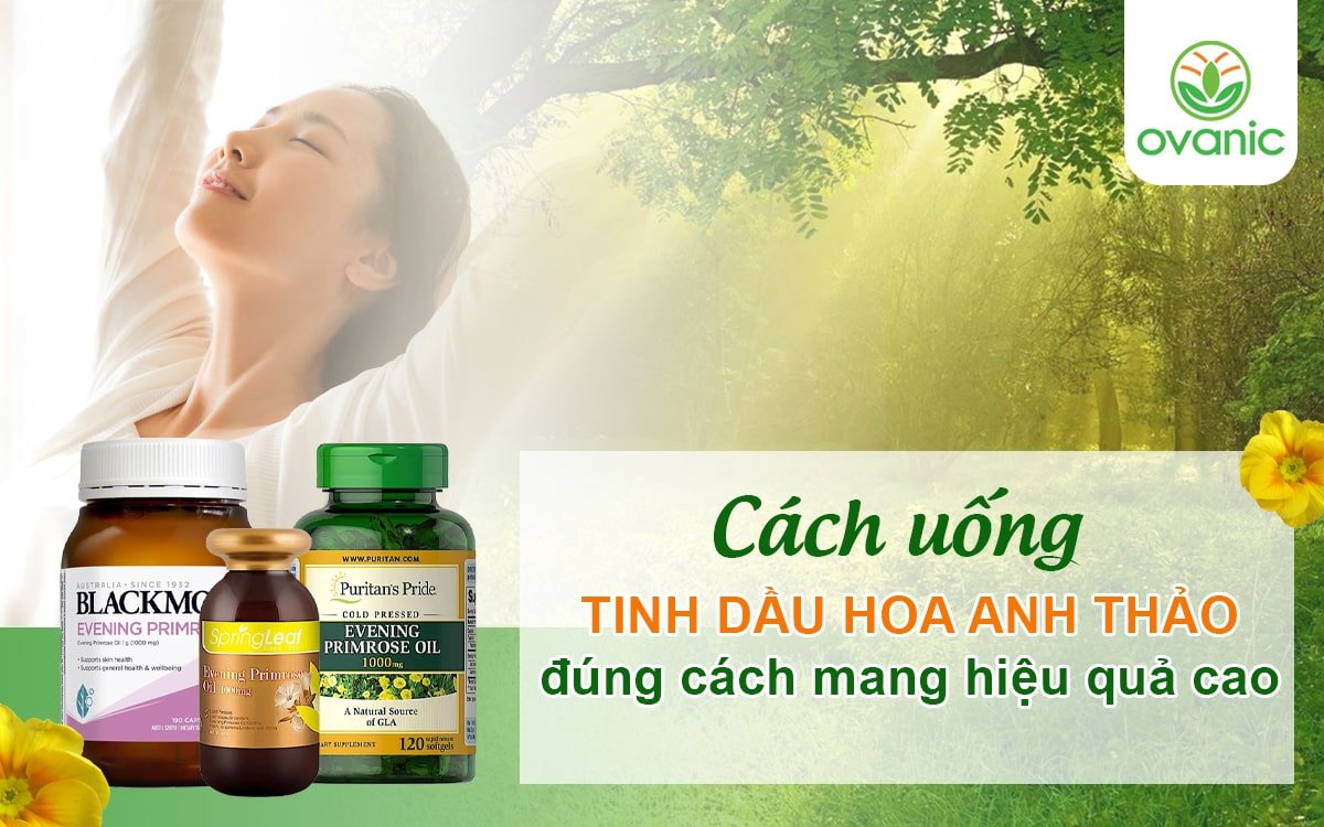 Cách uống tinh dầu hoa anh thảo đúng cách