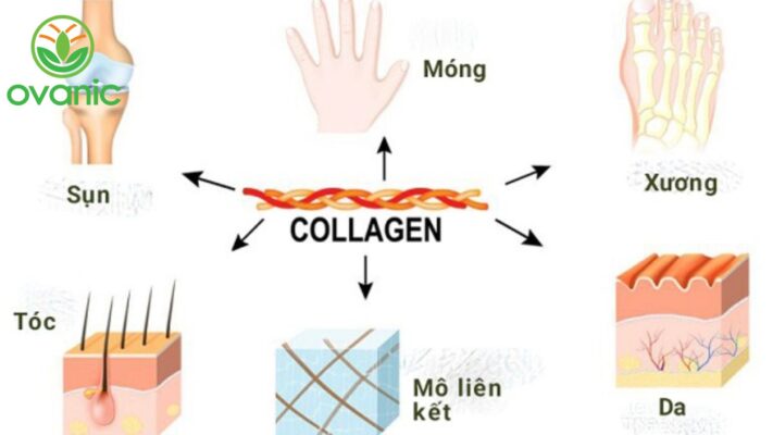 lợi ích của việc bổ sung collagen cho cơ thể