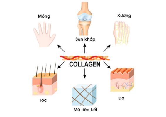 collagen là gì