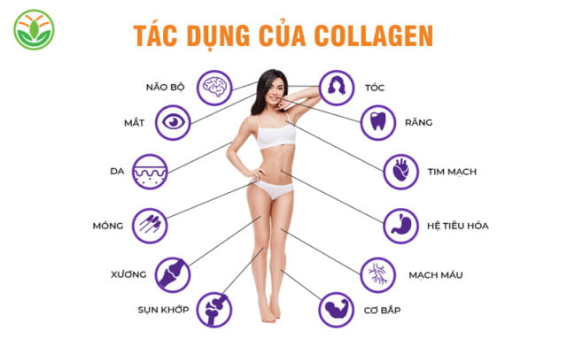 Lợi ích của việc bổ sung collagen