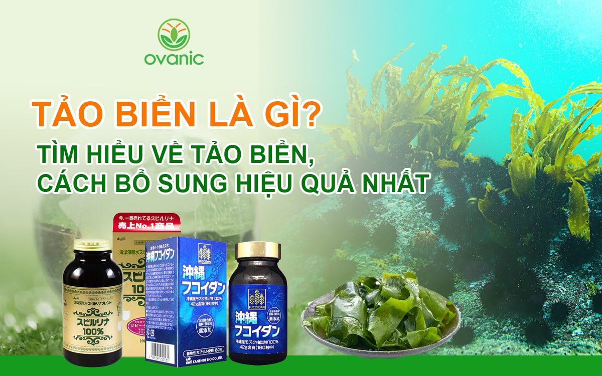 Tảo biển là gì? hình ảnh minh họa về tảo biển và cách bổ sung