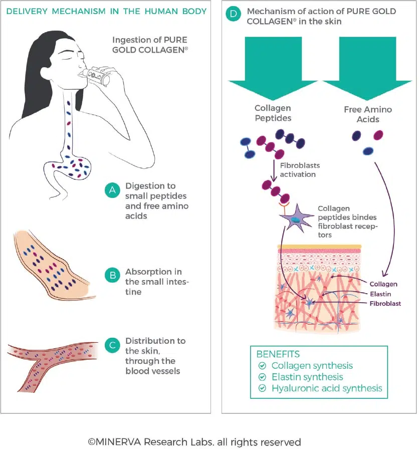 Collagen hấp thụ vào cơ thể