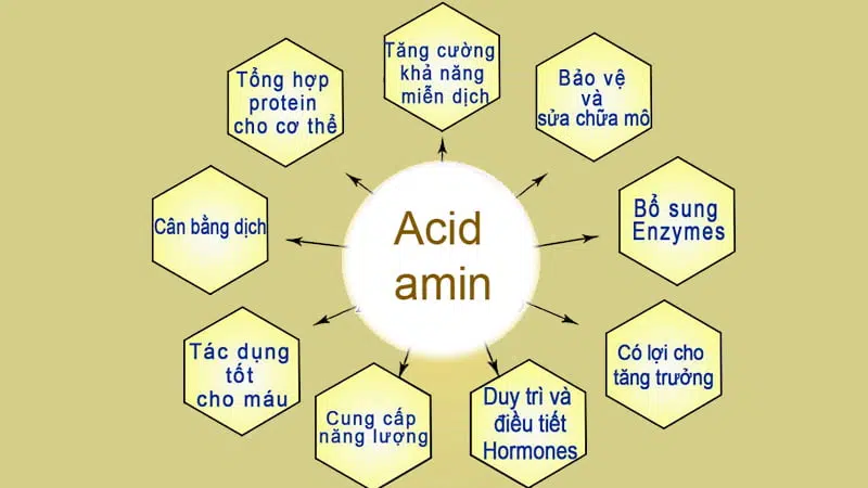 Các acid amin có vai trò quan trọng trong cơ thể