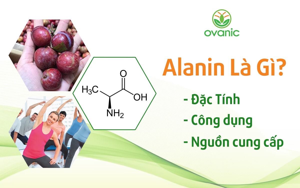 Alanin là chất gì? Tìm hiểu về công dụng và vai trò của Alanin trong cơ thể