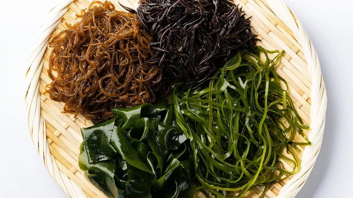 hình về các loại tảo biển