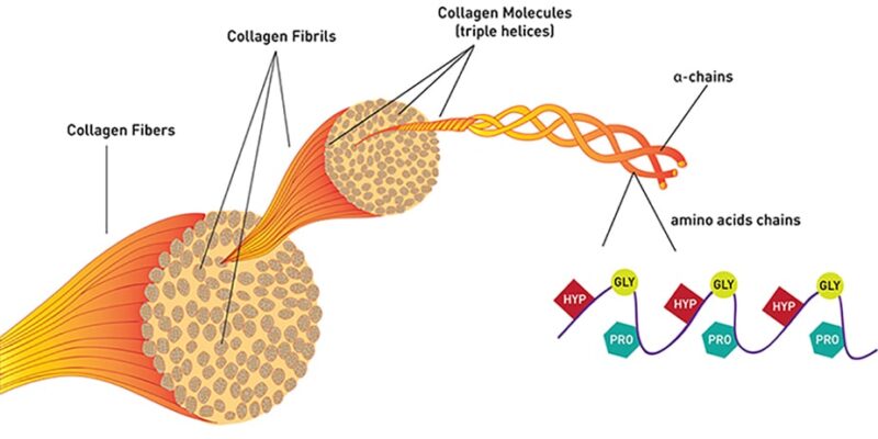 Collagen và xương: cách bổ sung collagen một cách hiệu quả