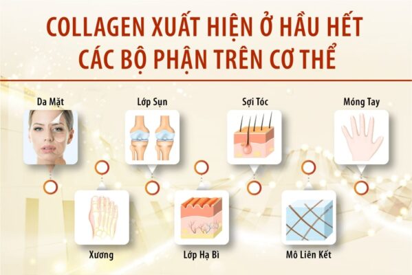 Ảnh minh họa Collagen trong cơ thể