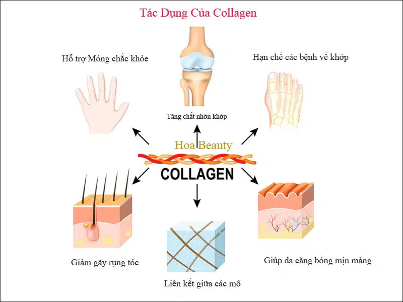 Lựa chọn collagen theo mục đích sử dụng