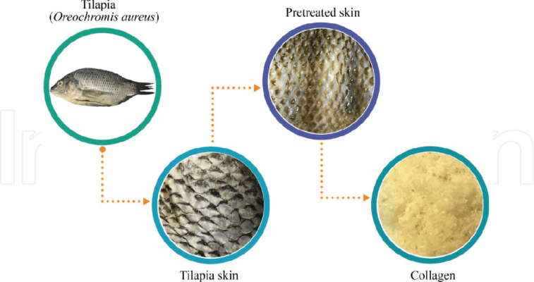 collagen từ cá Oreochromis aureus