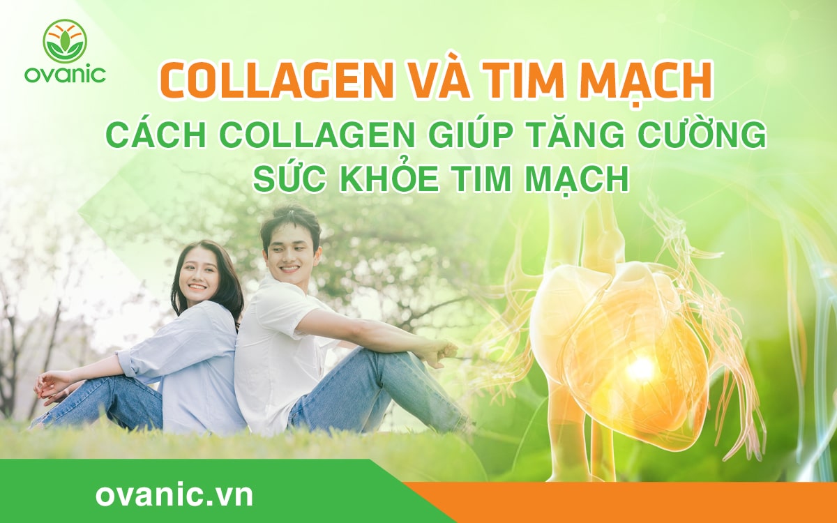 Cách collagen giúp tăng cường sức khỏe tim mạch