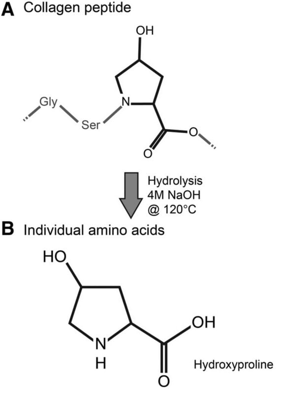 hình Thủy phân Collagen với NaOH