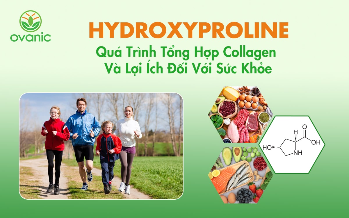 Hydroxyproline trong quá trình tổng hợp Collagen