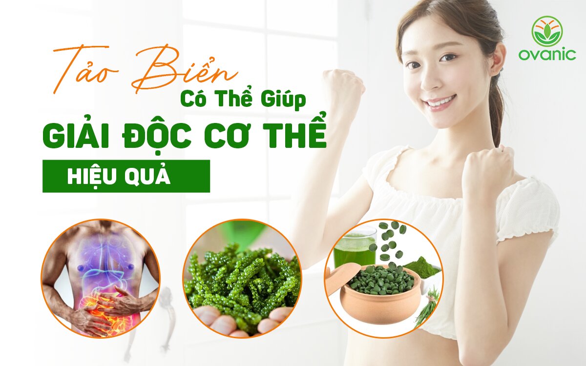 Tảo Biển Giúp Giải Độc Cơ Thể Rất Hiệu Quả