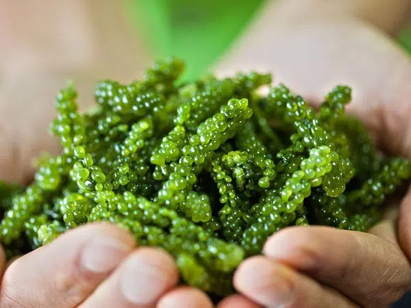 Tảo biển được sử dụng trong giải độc cơ thể