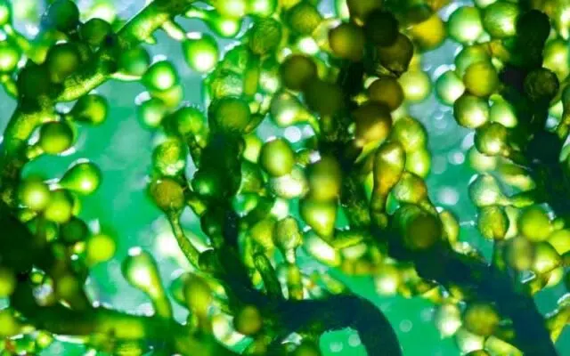 Tảo chlorella có khả năng thải độc