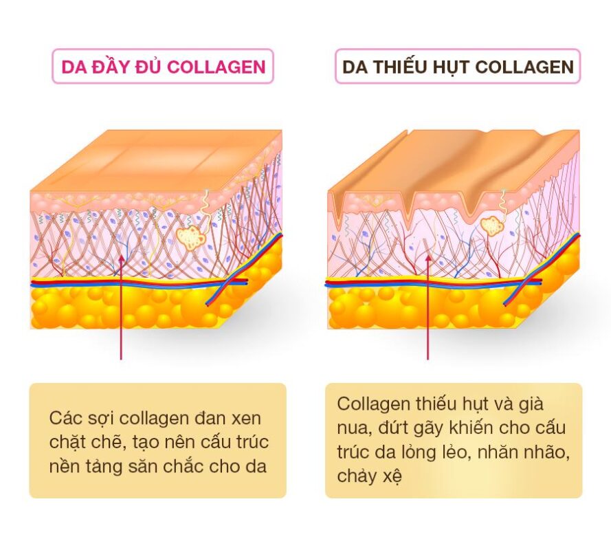 Tính chất và lợi ích của collagen tổng hợp