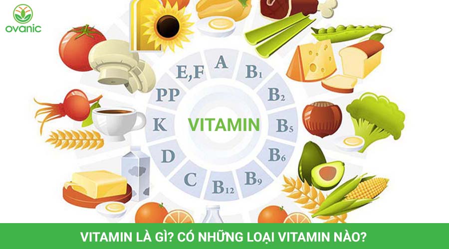 Vitamin là gì? Các loại Vitamin, Tác dụng và cách bổ sung