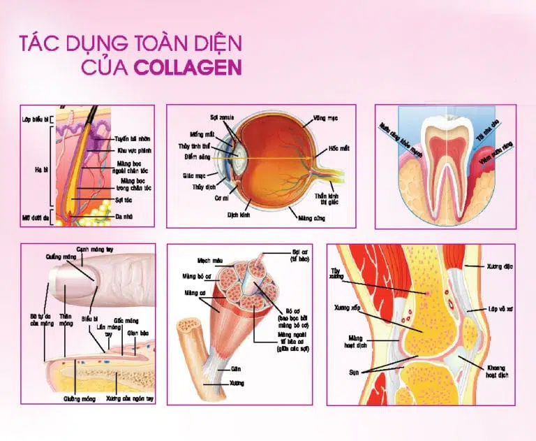 Chức năng collagen