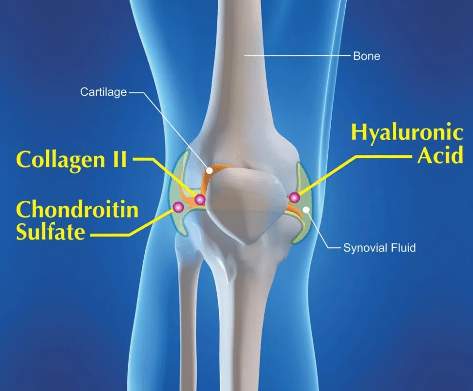 Collagen và khả năng tăng cường sức khỏe khớp
