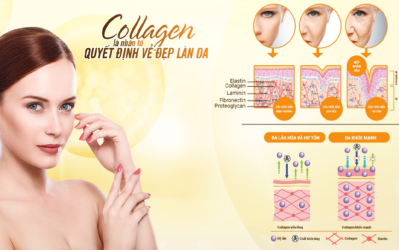 Collagen và quá trình lão hóa