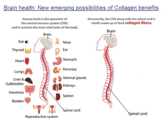 collagen và não bộ