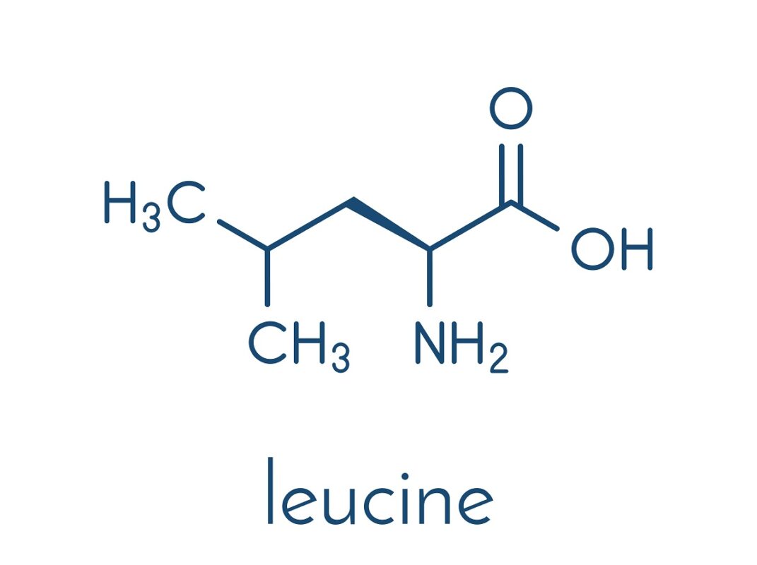 hình Leucine axit amin thiết yếu quan trọng cho cơ thể