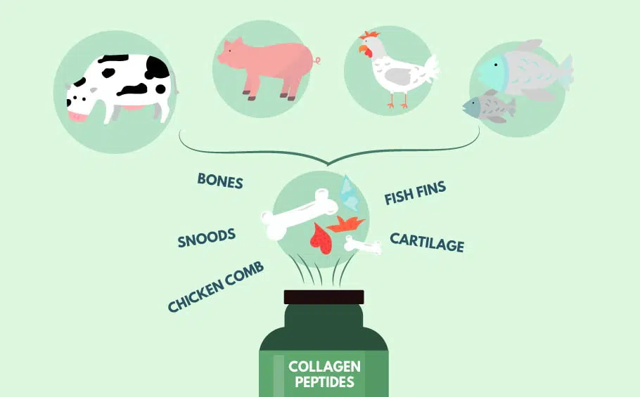 hình Các nguồn Collagen