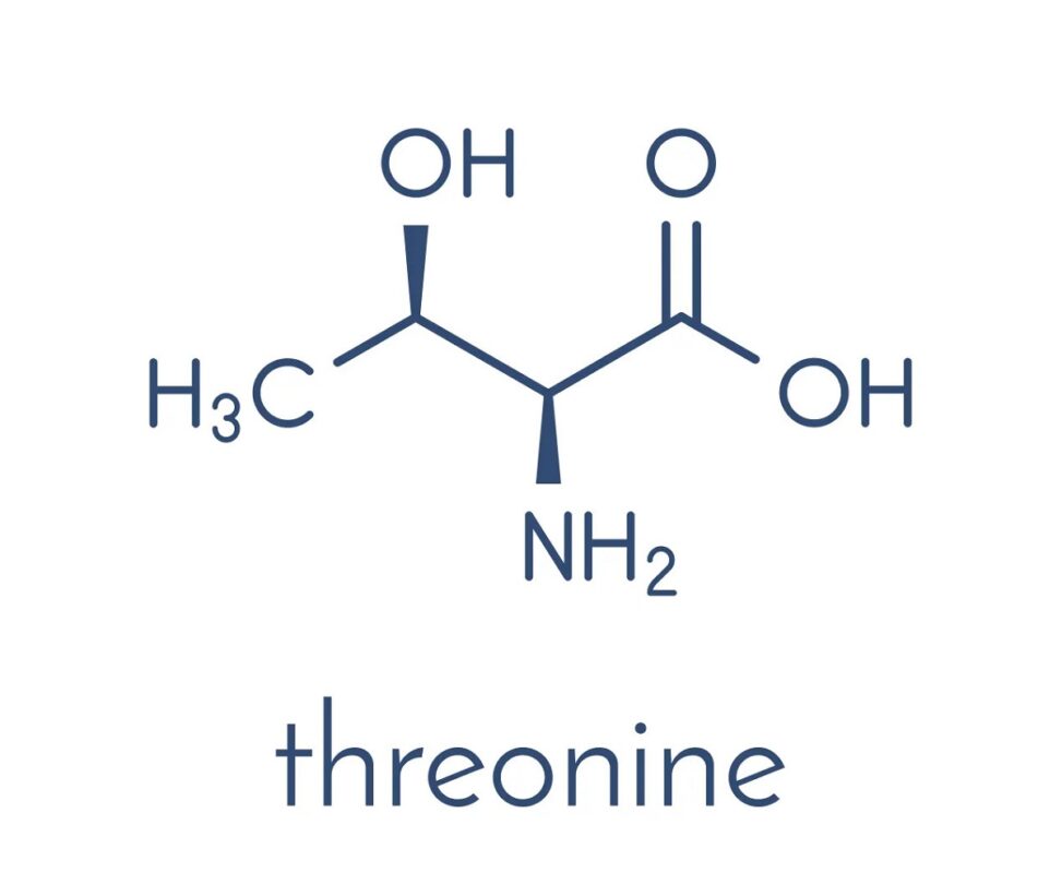 hình Threonine là một axit amin thiêt yếu được tìm thấy cuối cùng