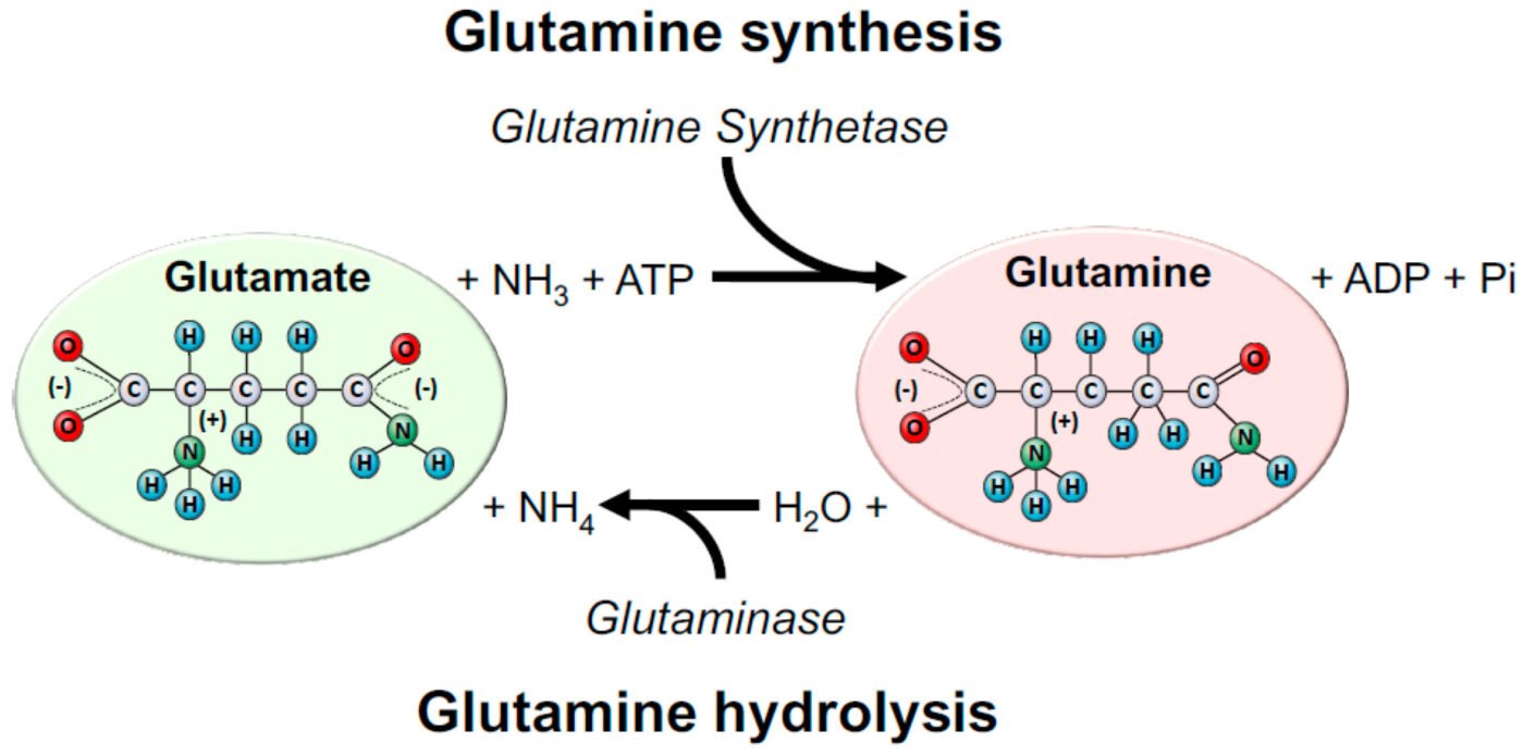 hình Cơ chế tổng hợp Glutamine trong cơ thể