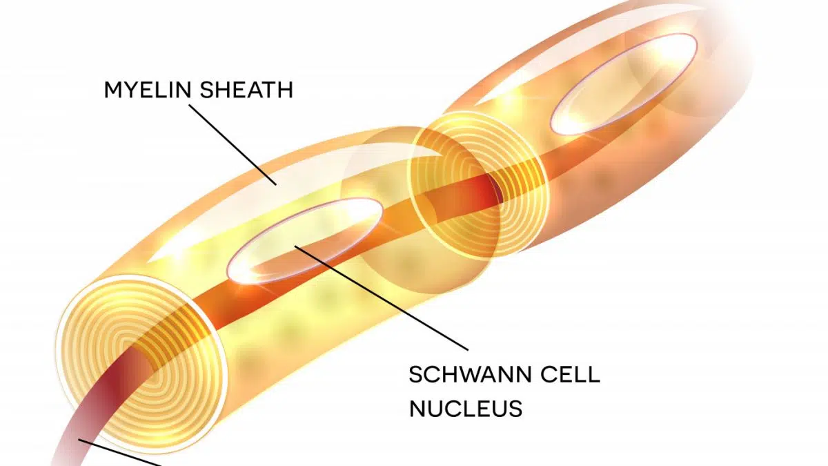 hình Vỏ Myelin giúp tăng tốc độ xung thần kinh truyền dọc theo sợi thần kinh