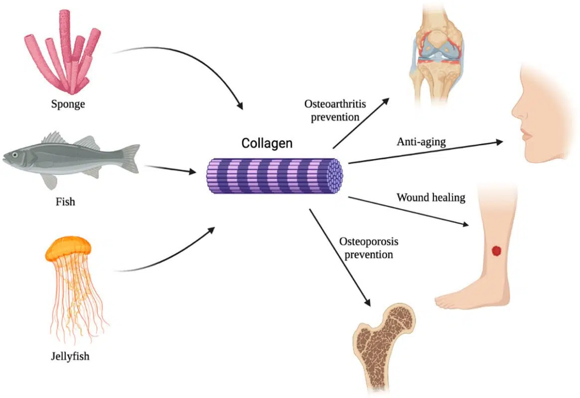 hình Xu hướng về nguồn Collagen từ biển