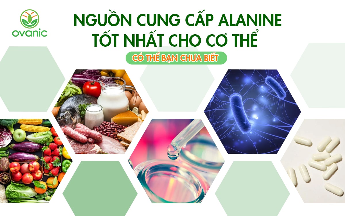 Nguồn cung cấp Alanine tốt nhất