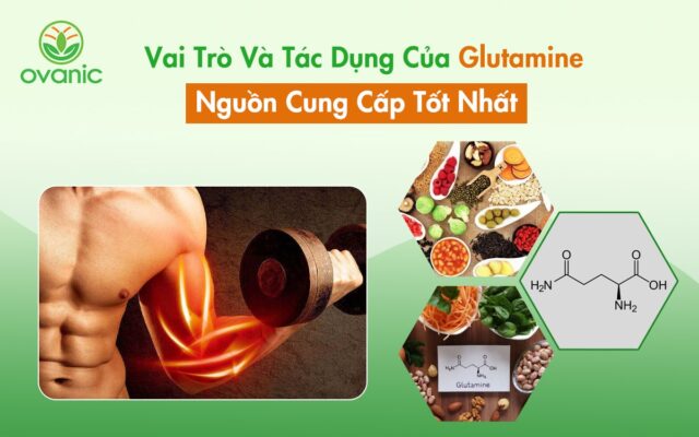 Vai trò và tác dụng của Glutamine trong cơ thể