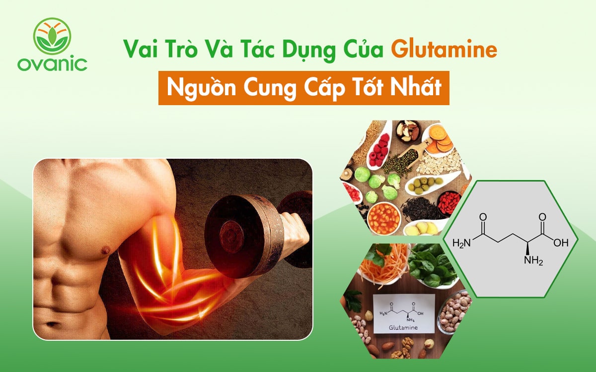 Vai trò và tác dụng của Glutamine trong cơ thể