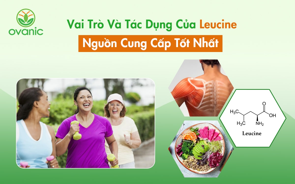 Vai Trò Và Tác Dụng Của Leucine Trong Cơ Thể