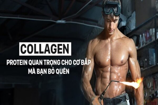 collagen và cơ bắp