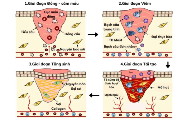 tái tạo mô