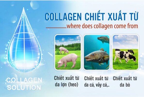 Nguồn gốc collagen