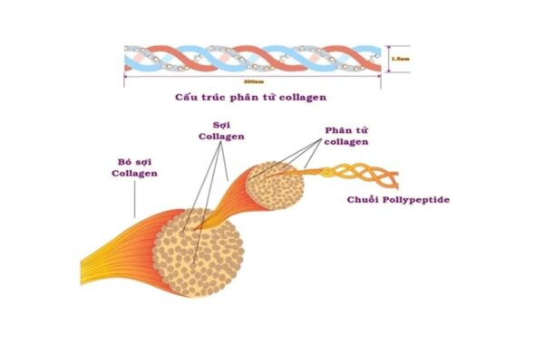 Cấu trúc collagen
