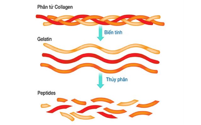 Collagen thủy phân puritan’s pride kích thước nhỏ