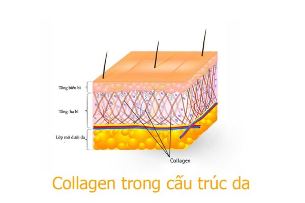 Collagen trong da