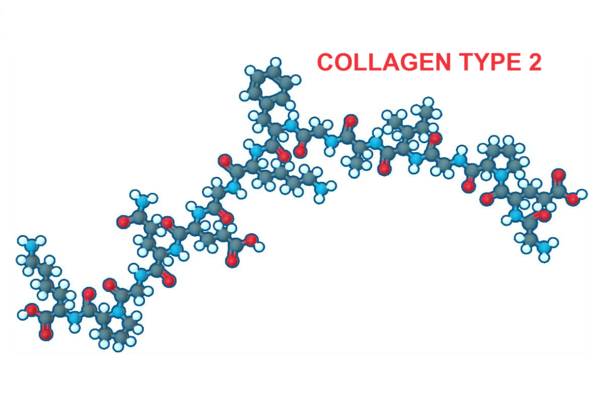 Collagen Type II