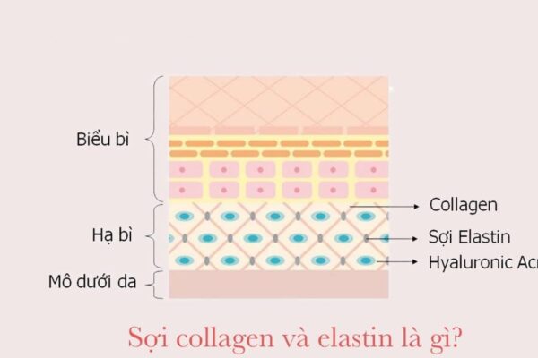 Tương tác của collagen
