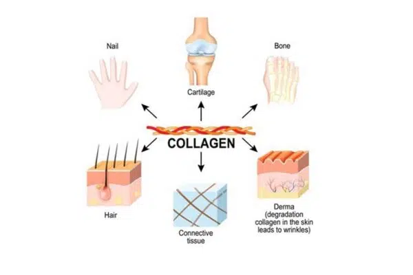 Vai trò của collagen
