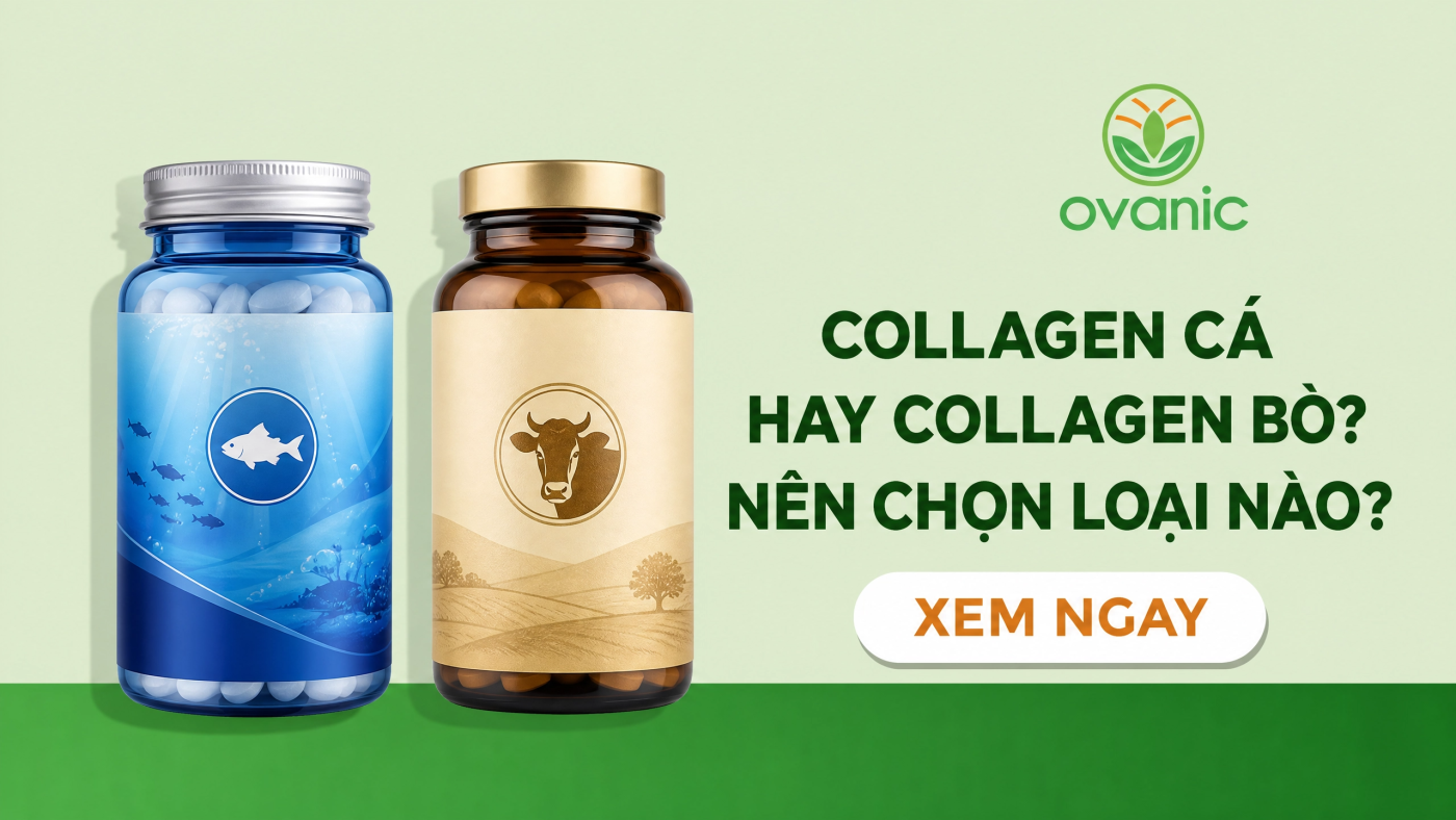 Nên chọn Collagen Cá hay Collagen Bò